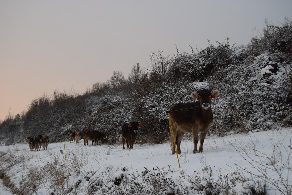 El Corralet De Cal Tonico Daire Llagunes Dış mekan fotoğraf