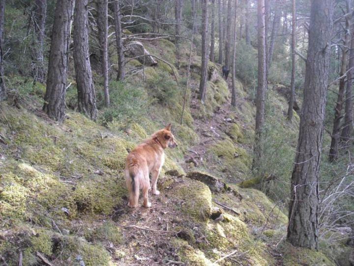 El Corralet De Cal Tonico Daire Llagunes Dış mekan fotoğraf